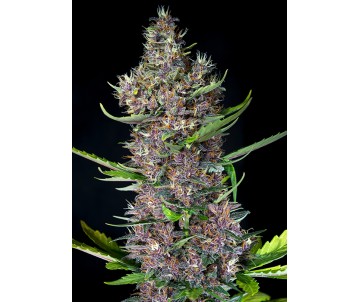 SWEET SEEDS Red Poison Auto®