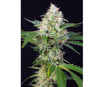 SWEET SEEDS Crystal Candy®
