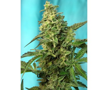 SWEET SEEDS Green Poison F1...