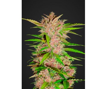 FAST BUDS Fastberry Auto